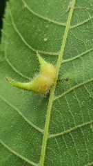 Caryomyia ansericollum