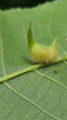 Caryomyia ansericollum