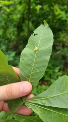 Caryomyia ansericollum