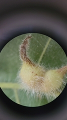 Caryomyia ansericollum