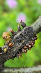 Callirhytis quercusgemmaria