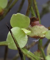 Ceratopteris pteridoides