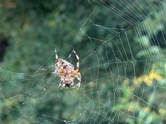 Araneus diadematus