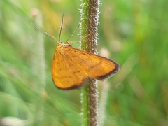 Idaea flaveolaria