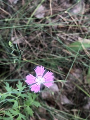 Dianthus campestris