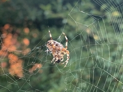 Araneus diadematus