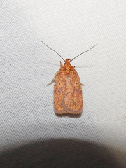 Agonopterix robiniella