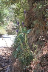 Lupinus montanus nelsonii