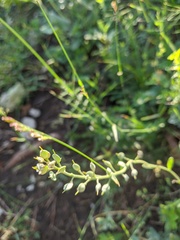 Odontarrhena tortuosa