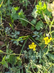 Odontarrhena tortuosa