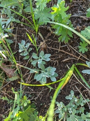 Odontarrhena tortuosa