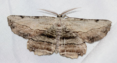 Lytrosis unitaria