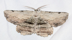 Lytrosis unitaria