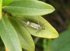 Alabonia staintoniella