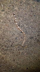 Phyllorhynchus browni