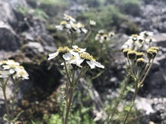 Achillea atrata