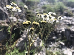 Achillea atrata