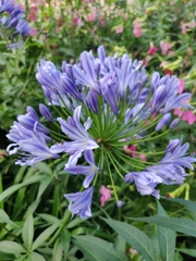 Agapanthus praecox
