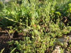 Arenaria leptoclados