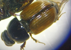Aphodius foetidus
