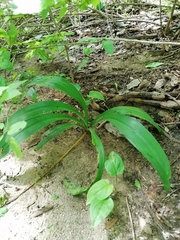 Hymenocallis occidentalis