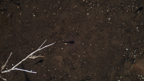iNaturalist observation photo of Western Toad