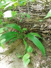 Hymenocallis occidentalis