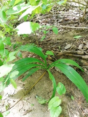 Hymenocallis occidentalis