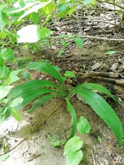 Hymenocallis occidentalis