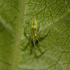 Tetragnatha subsquamata