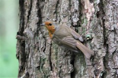 Erithacus rubecula