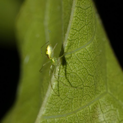 Tetragnatha subsquamata