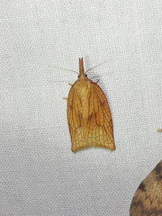 Sparganothis xanthoides