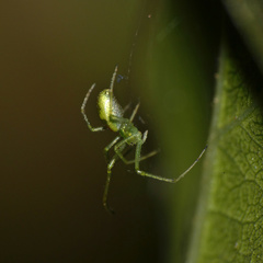 Tetragnatha subsquamata