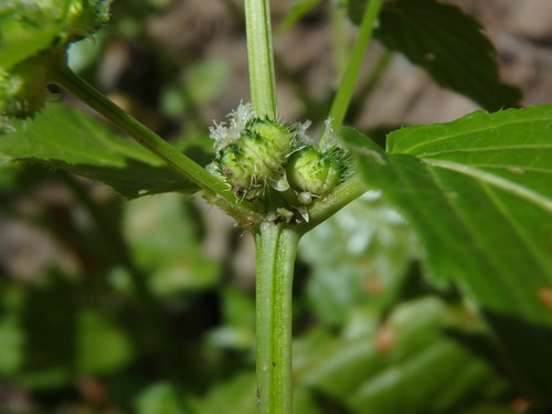 Mercurialis canariensis (Mercurialis canariensis)