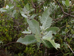 Conocarpus erectus f. sericeus image