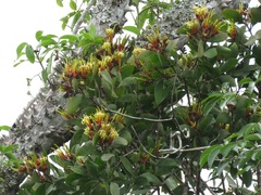 Psittacanthus cucullaris