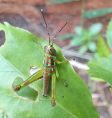 Pirithoicus ophthalmicus