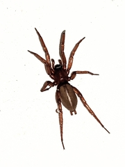 Gnaphosidae