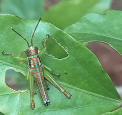 Pirithoicus ophthalmicus