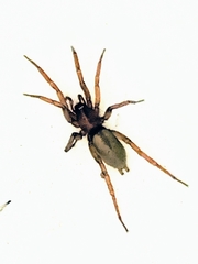 Gnaphosidae