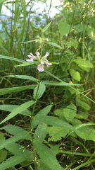 Stachys pilosa