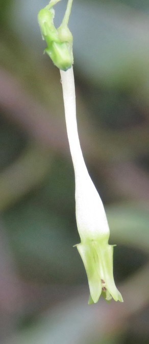 Schwenckia grandiflora