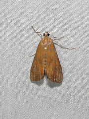 Parapoynx maculalis