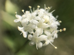 Valeriana saxatilis