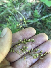 Festuca paradoxa