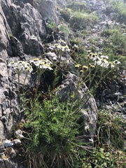 Achillea atrata