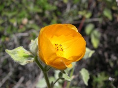 Abutilon palmeri