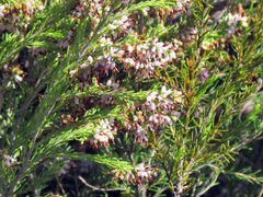 Erica simulans
