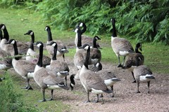 Branta canadensis